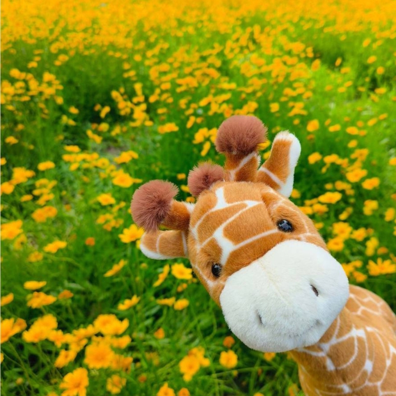 Very Soft Giraffe Plush Toy Fo - مراجعة Kids Toys Very وسعره